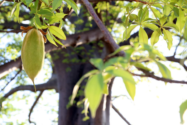 Baobab Tree-The Tree Of Life - Aurum Africa