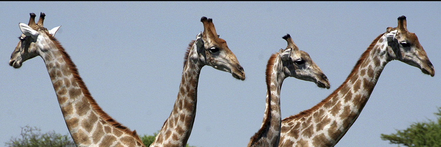 giraffe Africa