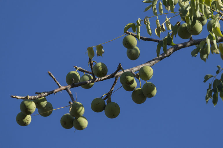 Marula Tree Aurum Africa