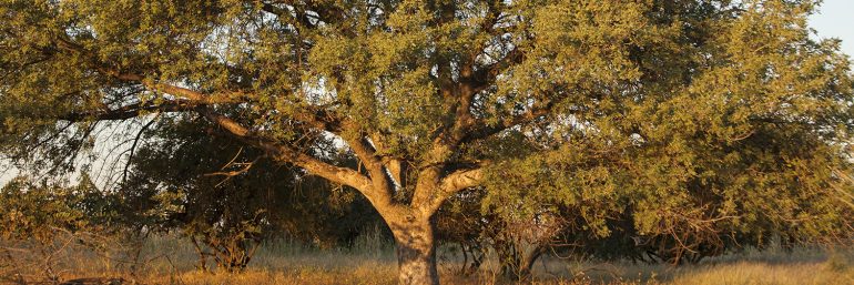 Marula Tree - Aurum Africa