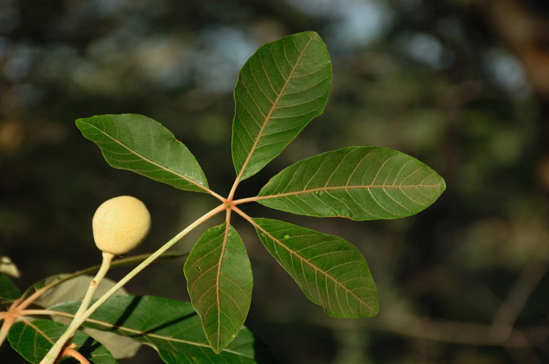 Mongongo Tree - Aurum Africa