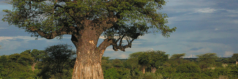 Baobab Tree - Aurum Africa