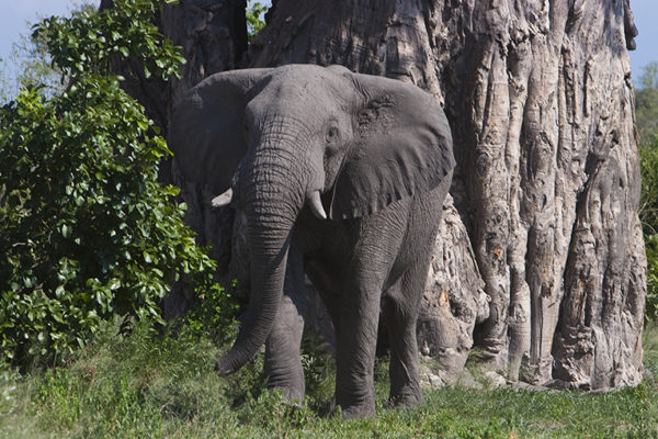 Big Baobab Tree With Elephant-ph A.L. Stanzani - Aurum Africa