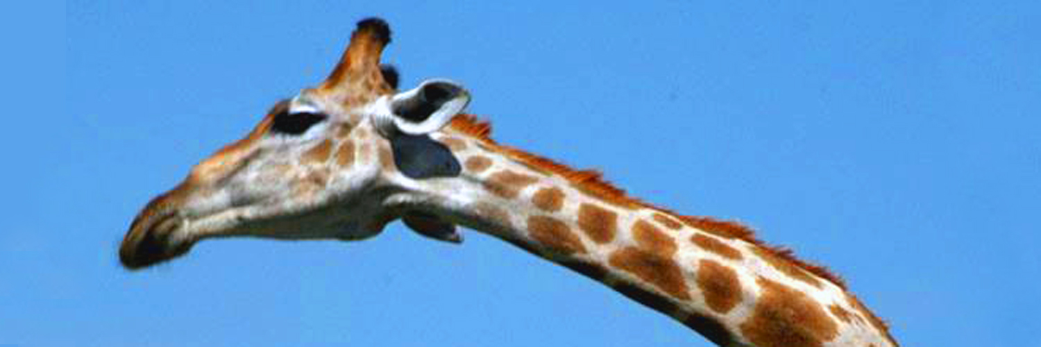 giraffa AURUM AFRICA